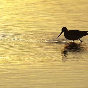 Black-tailed Godwit - feeding in lake at sunset - Texel - Holland