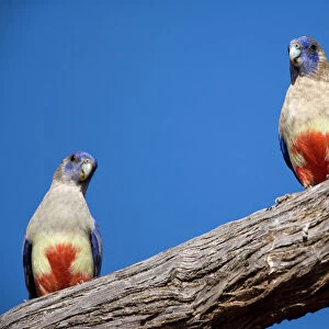 Blue Bonnet / Bluebonnet / Bluebonnet Parrot or Parakeet / Blue Bonnet Parrot or Parakeet / Bulloak Parrot / Oak Parrot / Yellow-vented Bluebonnet / Yellow-vented Blue Bonnet - two adults sitting on a branch - Mungo National Park, New South Wales