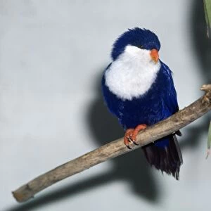 Blue Lorikeet / Tahitian Blue Jay