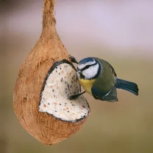 Blue Tit Print on Coconut Filled with Nut Mixture Blue Tit Print on Coconut Filled with Nut Mixture