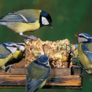 Blue Tit and Great Tit Print (Parus major) at Bird Table Blue Tit and Great Tit Print (Parus major) at Bird Table