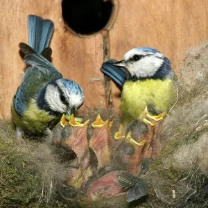 Blue Tit Pair Feeding Grubs Print Blue Tit Pair Feeding Grubs Print