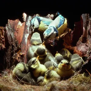Blue Tit Print - 16 Day Old Chicks Blue Tit Print - 16 Day Old Chicks