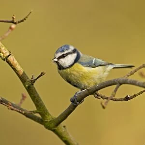 Blue Tit Perched on bare winter branch South East England, UK, Europe