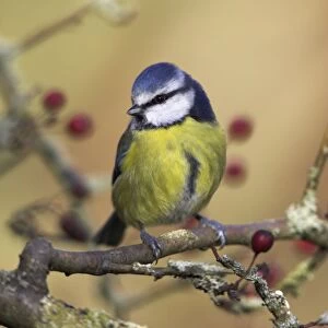 Blue Tit Perched in hawthorn. Cleveland, England, UK