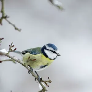Blue Tit in Winter with Snow, Cleveland UK ROY-633 Print Blue Tit in Winter with Snow, Cleveland UK ROY-633 Print