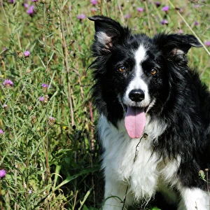 Border Collie Dog - with tongue out
