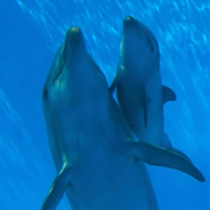 Bottlenose Dolphin - mother and newborn baby / calf - swimming together - Malta The calf was born on July 20th 2010 at 15:30. At birth its weight was roughly 15 kg and 1m in length