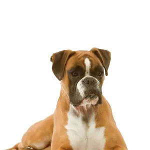 Boxer Lying Down Print