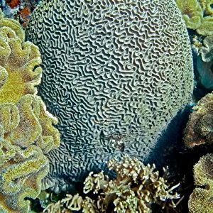 Brain Coral - this perfect formation could be over 100 years old - Indonesia