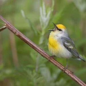 Brewster's Warbler - hybrid between Blue-winged Warbler (Vermivora pinus) and a Golden-winged Warbler (Vermivora chrysoptera) - singing on territory in June in Connecticut - USA