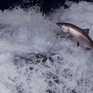 A bright (fresh from saltwater) Shinook Salmon - leaping falls during migration to its spawning area. Pacific Northwest. LX292