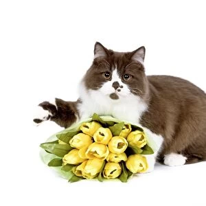 British Long Hair Cat - kitten with flowers