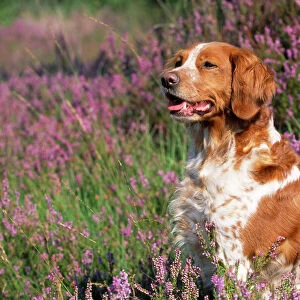 Brittany Dog - in heather