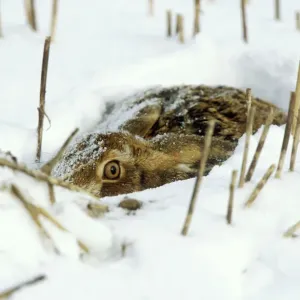 European Brown Hare in Snow Print European Brown Hare in Snow Print