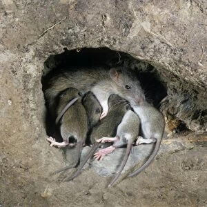 Brown / Norway / Common Rat - in burrow with young suckling