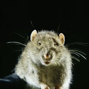 Rat marrone Rat marrone