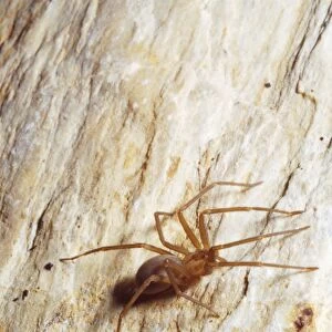 Spiders Mounted Print Collection: Brown Recluse Spider