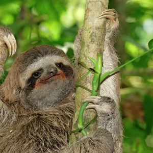 Brown-throated Three-toed Sloth - Hanging from tree. Cahuita National park -Atlantic Ocean - Costa Rica