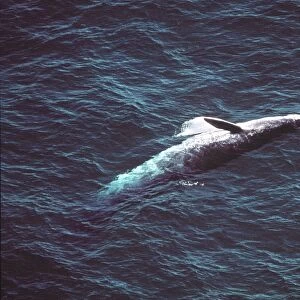 Bryde's Whale AU-1486