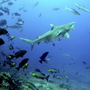 Bull shark - Swimming towards surface with mouth open. dangerous to man. World wide. Shark Reef, Fiji Islands
