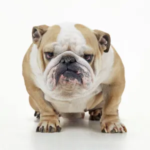 Utility Metal Print Collection: English Bulldog