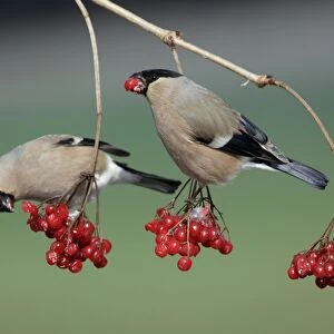 Bullfinches - Females feeding on berries of Guelder Rose in garden, winter. Lower Saxony, Germany