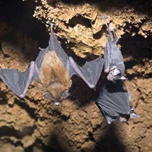 Bumblebee Bats / Kitti's Hog Nosed bats - From left: Female, baby, female with baby - Myanmar (Burma)