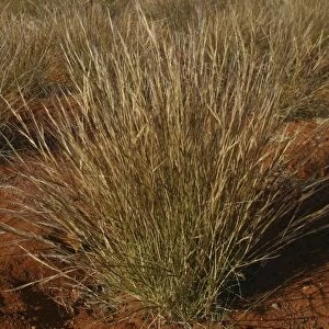 Bunch Keresene Grass / Mulga Grass / Curly-wire grass Native Australian grass Nthn South Australia, Australia