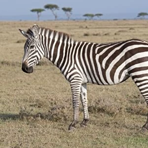 Burchell's / Plains / Common Zebra - On savannah plains Maasai Mara North Reserve Kenya