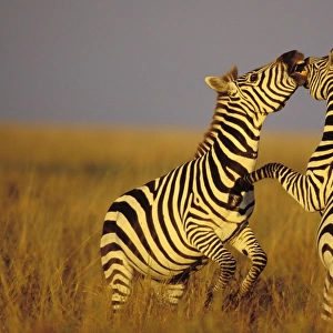 Burchell's / Plains / Common Zebra - stallions, Dominance behavior. Serengeti National Park, Tanzania. May. 3MB778