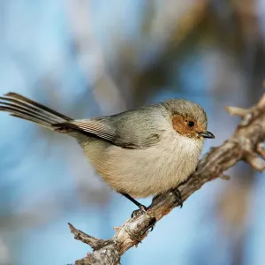 Bushtit Print, Psaltriparus minimus Bushtit Print, Psaltriparus minimus
