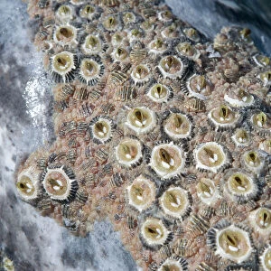 California gray whale, adult - Colony of barnacles (Cryptolepas rhachianecti) and Cyamid crustaceans on the head of a gray whale. Three species of cyamids, or whale lice, are found on gray whales; two are visible on this photo