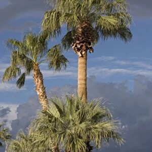 Californian / Desert Fan Palms