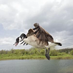Canada Goose - In flight - New York-The most common and best-known goose- identified by the black head and neck and broad white cheek-Breeds on lake shores and coastal marshes-Gathers in large flocks after the breeding season