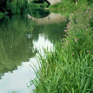 Canal - Basingstoke canal Winchfield, Hampshire, UK