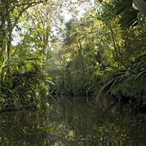Canal in Tortuguero National Park, Caribbean coast of Costa Rica, overhung by raffia palms