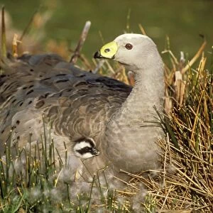 Cape Barren Goose Mother & Chick, Tasmania, Australia