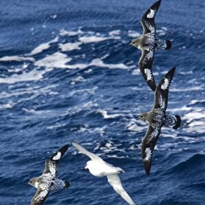 Cape / Painted Petrel - Four fying with Southern Fulmar (Fulmarus glacialoides) over the sea - October Antarctic