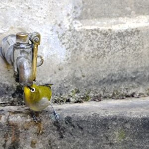 Cape White-eye - Drinking water from garden tap. Endemic in Namibia, SE Botswana, Lesotho and South Africa except for arid north west. Grahamstown, Eastern Cape, South Africa