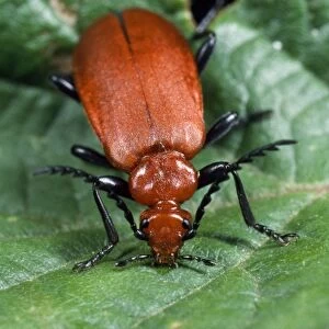Cardinal Beetle - serrated antennae - UK