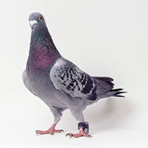 Pigeons Collection: Related Images