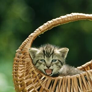 Cat ME 566 Tabby kitten in basket, Meowing. © Johan & Santina De Meester / ARDEA LONDON