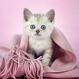 Cat. Asian. Chocolate classic tabby kitten (8 weeks) on pink scarf Digital Manipulation
