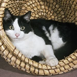 Cat - in basket