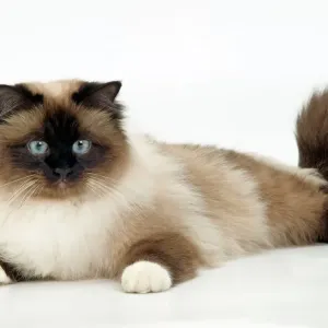 Gato - Birmania Gato - Birmania
