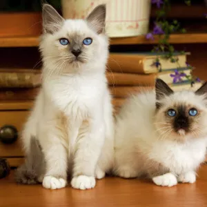 Cat - two Birman kittens