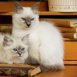 Cat - two Birman kittens