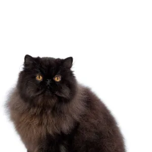 Cat - Black Persian