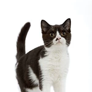Cat - Black and white British shorthair kitten in studio